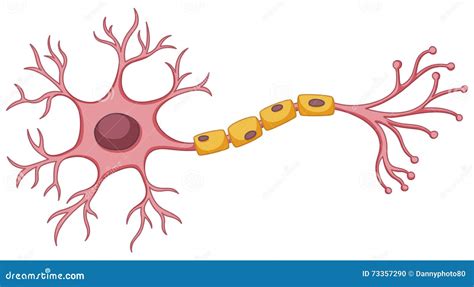 Stem Cell Diagram On White Background Stock Vector Illustration Of