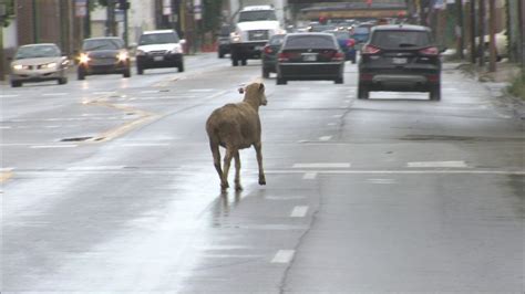 Video Runaway Lamb Escapes Chicago Slaughterhouse Dodges Traffic