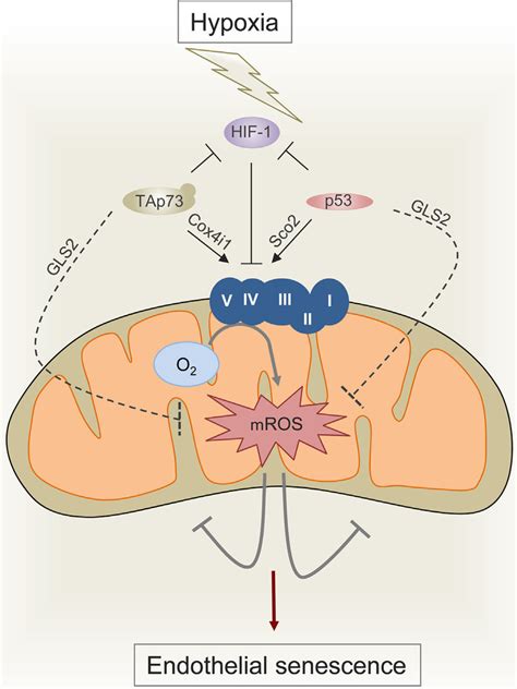 Hypoxia And Oxidative Stress Play A Direct Role On Mitochondrial