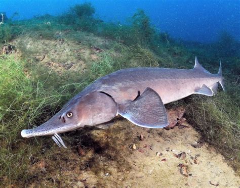 Beluga Sturgeon – "OCEAN TREASURES" Memorial Library
