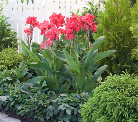 Canna Lilies In Pots