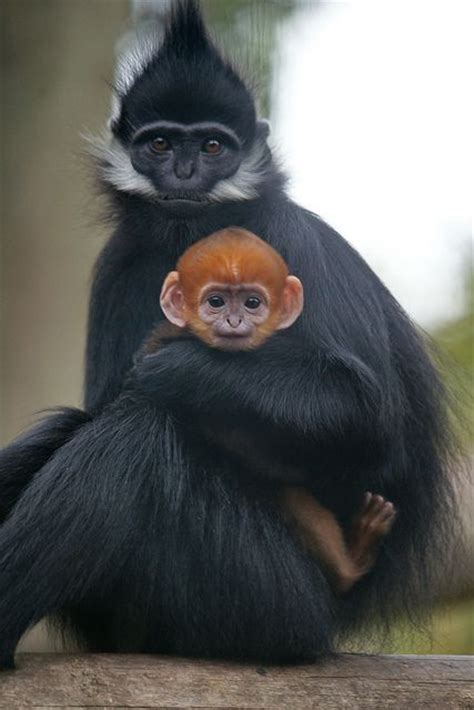 Francois' Langur Mom and baby! : r/aww