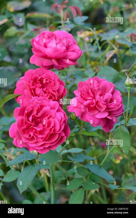 Rose Darcey Bussel, Rosa Ausdecorum, compact shrub, dark green foliage, double, crimson-red ...