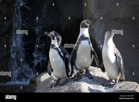 Humboldt Penguins (Spheniscus humboldti) in zoo habitat Stock Photo ...