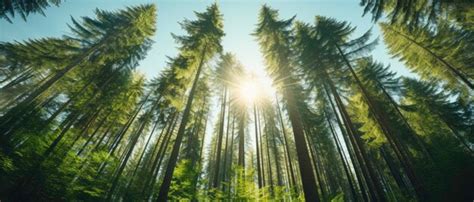 Premium Photo Green Forest Of Spruce Trees Looking Up Sun Rays