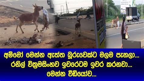 අමම මනන බරවකට මලම පනල Ranil wickramasinghe ඉවරටම ඉවර