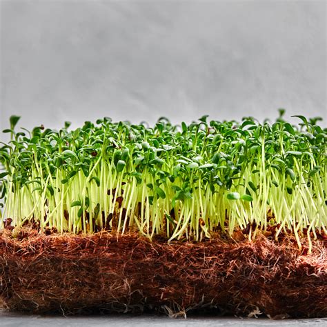 Growing Media for Microgreens: A full guide - Grow With Micros
