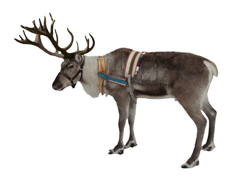 Rudolph Deer Santa Claus Clip art - deers png download - 1906*1454 ...