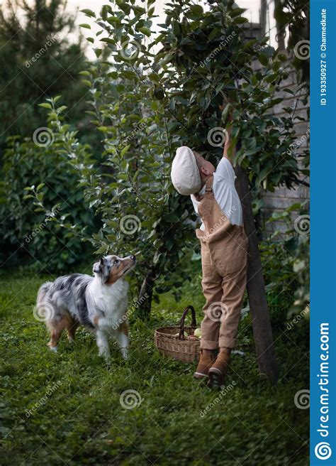 A Boy In A Cap And Beige Overalls Is Harvesting Apples A Small Farmer