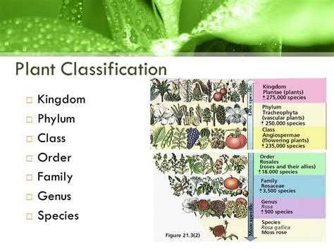 Plant Taxonomy Chart A Visual Reference Of Charts Chart Master