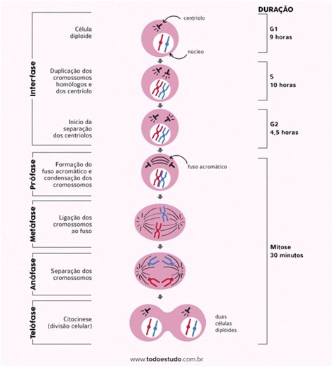 Qual A Função Da Mitose - Mitose: o que é, fases e resumo (completo)
