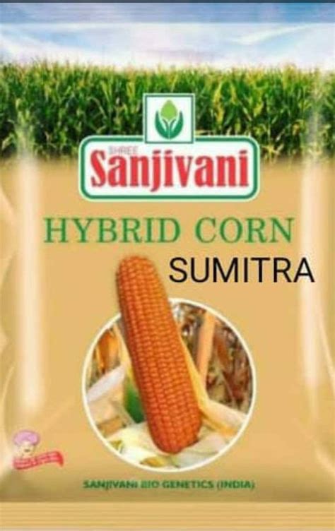 Yellow Hybrid Maize Seeds For Sowing Packaging Size Kg At Rs Kg