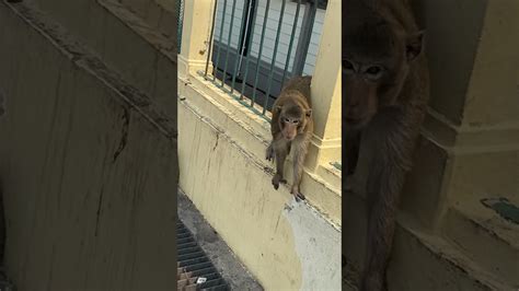 We Where Robbed By Monkeys In Monkey City Lopburi Thailand Travel