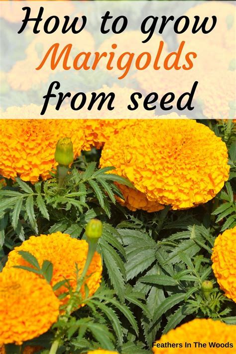 When And How To Plant Marigold Seeds Germination Artofit