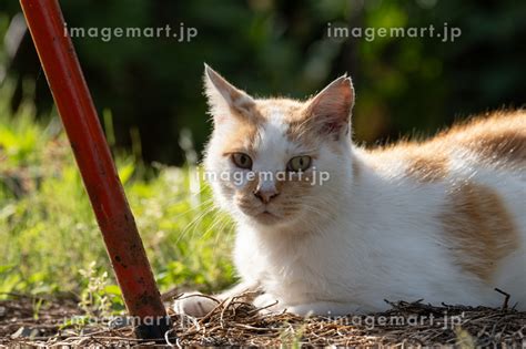 くつろぐ猫 茶トラ白の写真素材 233811622 イメージマート