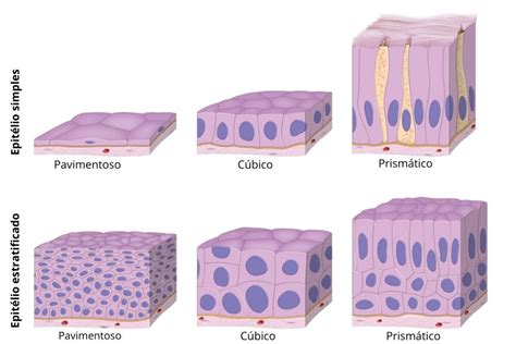 Tejido Epitelial De Revestimiento By Paula Garcia Sua Vrogue Co Nbkomputer