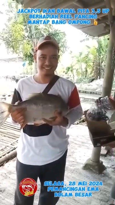 Hadiah Reel Pancing Ikan Jackpot Bawal Pita 35 Kg Up Dibawa Pulang Bang Ompong Pemancingan