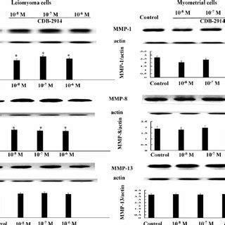 Effects Of Graded Concentration Of Cdb On The Protein Contents Of