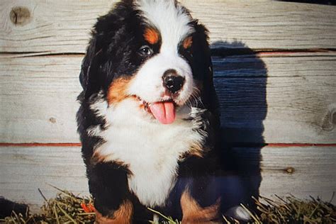 Green Collar Male Bernese Mountain Dog Puppy For Sale Sweetwater