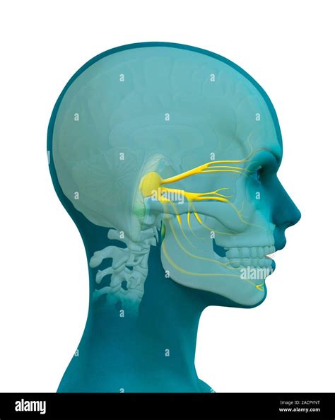 Trigeminal Nerve Computer Artwork Showing The Location Of The