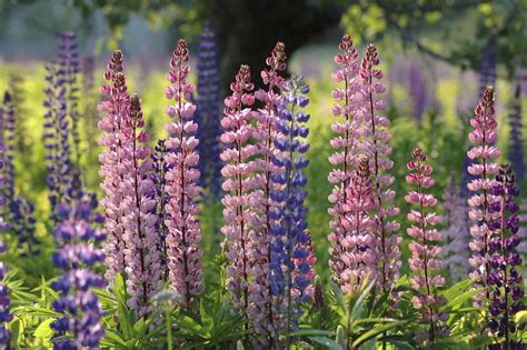 Lupin : semer et planter – Ooreka