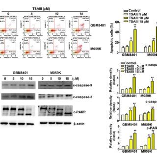 Tsaiii Induced Cell Apoptosis And Caspase Pathways In Human Glioma