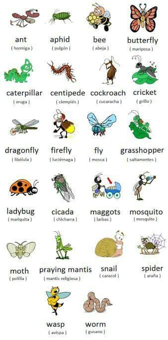 Las Mejores 8 Ideas De Insectos En Ingles Insectos En Ingles Insectos Inglés Para Niños