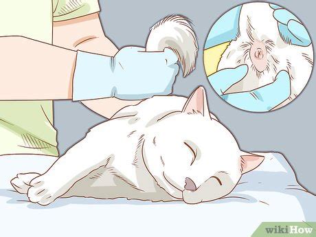 How To Diagnose And Treat Anal Gland Disease In Cats 15 Steps