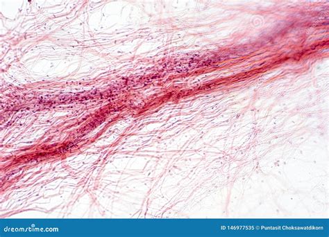 Areolar Connective Tissue Under The Microscope View Stock Image ...