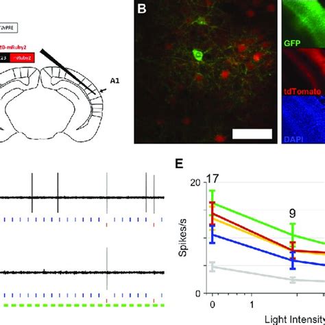 Optogenetic Suppression Of Pv Neurons Increases Responses Of Pyramidal