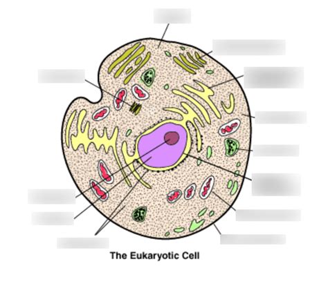 Eukaryotic Cell Diagram | Quizlet 