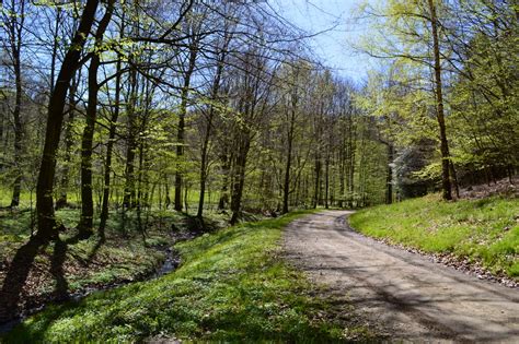 Skovtur Ved Rohden Udinaturen Dk