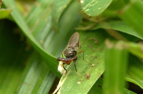 Stalk Eyed Fly Dsc7913 Kingdom Animalia Phylum Arthro Flickr