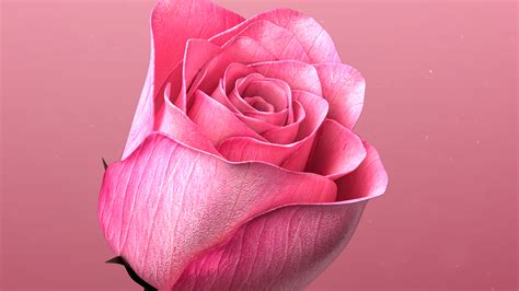 Rose blooming animation 3D - TurboSquid 1643622