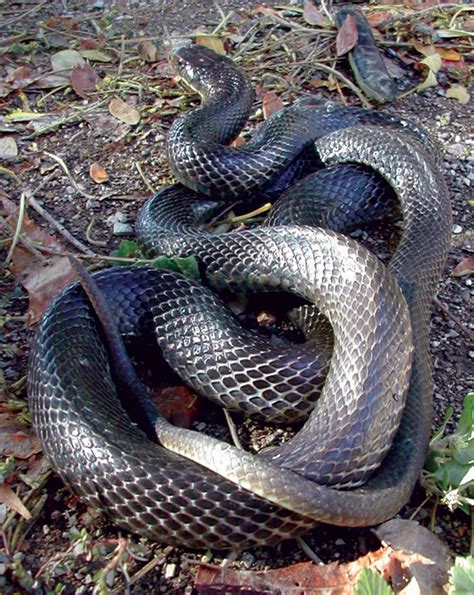 Papuan Blacksnake Aussie Pythons And Snakes