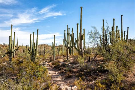 Amazing Things To Do In Saguaro National Park Earth Trekkers