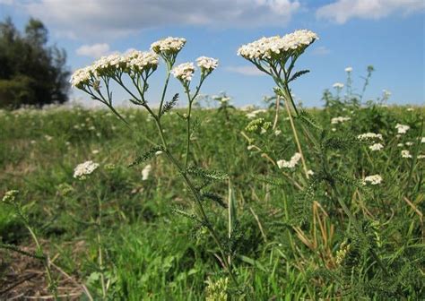 Yarrow Health Benefits Healthy Hildegard