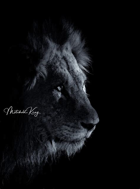 "Ghost in the Darkness" - Shaka the Mapogo African Lion Warrior