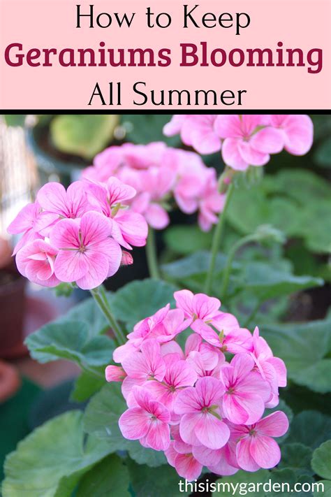 How To Keep Geraniums Blooming Secrets To Big Blooms All Summer Artofit