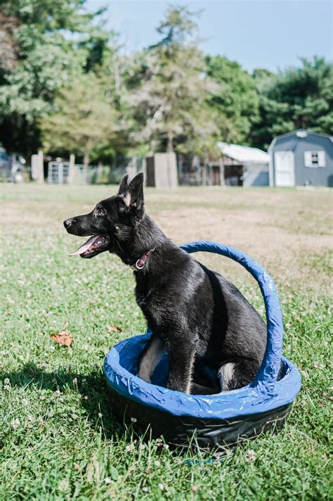 General 6 — HOP RIVER SHEPHERDS