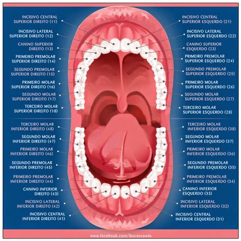 Clinica Dentaria Mais Sorriso Anatomia Dos Dentes