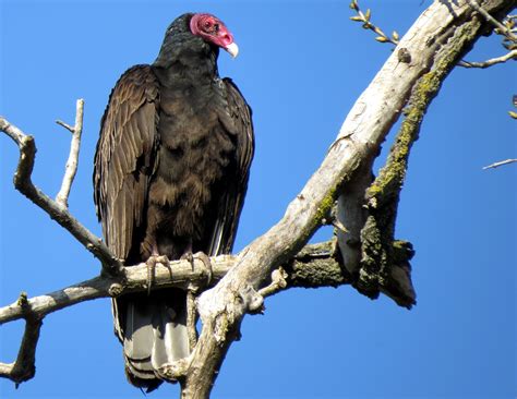 Turkey Vultures Eating