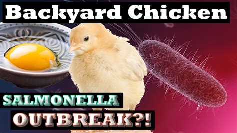 Salmonella Outbreak From Backyard Chickens What It Is And How To Stay