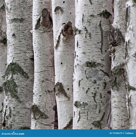 Troncs Des Arbres De Bouleau Image Stock Image Du For T Cama Eu