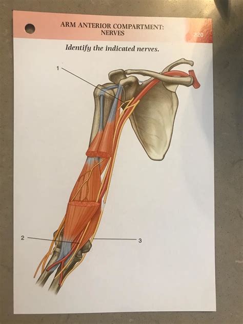 Card 220 Anterior Nerves Arm Diagram Quizlet