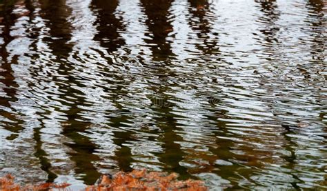 Glare And Reflection From The Trunks Of Tree Trunks Of Swamp Cypress In