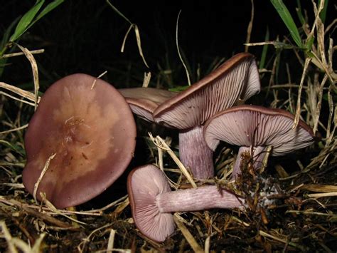 Blewit Mushrooms: Foraging, Identification & Cooking Tips