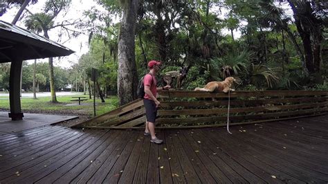 15 Yr Old Dutch Shepherd Agility Youtube