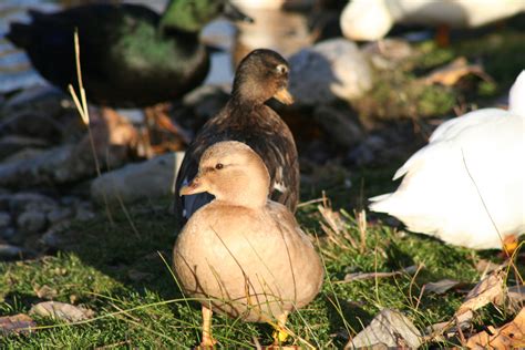 Pastel Call Ducks — Duck Creek Farm