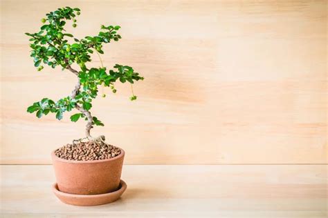 Small Decorative Tree On Wooden Floor Small Bonsai Tree In The Clay